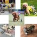 HeoBam Pet Wheelchair for Handicapped Hind Legs Small Dog Cat Doggie Two Wheels Adjustable Dog Wheelchair cart 7 Sizes for hind Legs Rehabilitation (S) - Buy Online on GoSupps.com