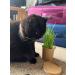Organic Pet Grass Grow Kits by Cat FurNature - Natural Indoor Cat Grass for Fresh, Healthy Pets - Buy Online on GoSupps.com