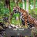 WOSPORTS Mini Trail Camera 16MP 1080P HD | Wildlife Scouting Hunting Camera with IR Night Vision | Waterproof Video Cam G100 - Buy Online on GoSupps.com