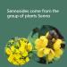 Senna Sennosides Laxative 8.8mg - Natural Relief for Constipation - Made in USA - Buy Online on GoSupps.com
