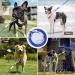 Durable Tie-Out Leashes for Dogs | 3/6/9/15m Outdoor Yard Dog Leash in Blue - Buy Online on GoSupps.com