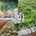 Saterkali 100Pcs Planting Bag High Performance Easy to Use Degradable Nursery Bag for Planting 12cm x 15cm - Buy Online on GoSupps.com