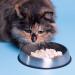 Dr. Catsby's Whisker Relief Food Bowl - Reduce Cat's Discomfort & Mess - Buy Online on GoSupps.com