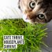 Organic Cat Grass Growing Kit for Natural Hairball Control - Made in USA - Buy Online on GoSupps.com