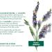 Garnier Bio Organic Lavandin Anti-age Eye Cream for All Skin Types Even Sensitive 15 Milliliters - Buy Online on GoSupps.com