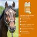STR H Turmeric for Horses - 1L Dosing Bottle for Healthy Joints Cartilage & Ligament Support - Buy Online on GoSupps.com