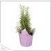 Live Aromatic Rosemary in Decorative Pot - Set of 6 | Healthy and Vibrant Display - Buy Online on GoSupps.com