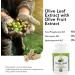 Olive Leaf Extract - 500mg - Supplement Standardized to 25% Oleuropein - 20% Hydroxytyrosol - 40% Polyphenols - Non-GMO + Gluten Free + Dairy Free + Soy Free + Vegan (30 Capsules) - Buy Online on GoSupps.com