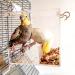 Bird Cage Feeders No Mess Bird Feeder Acrylic Automatic Seed Food Container with Hook for Parrot Budgie Cockatiels - Buy Online on GoSupps.com