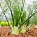 Outsidepride Foeniculum Vulgare Fennel Herb Garden Plants Where Bulb, Foliage & Seed Used for Cooking - 1 OZ 1 1 OZ