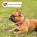 Heele Soft Padded Neoprene Dog Collar - Adjustable Reflective Collar for Small Medium Dogs & Puppies - Pink XS (20-30 cm) - Ideal for Training - Buy Online on GoSupps.com