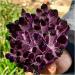 Room Decoration Natural Violet Ghost Phantom Quartz Crystal Cluster Specimen 1pcs (Size : 600-700g) - Buy Online on GoSupps.com