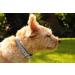 Premium Leather Sniffing Fans Dog Collar - Padded Robust Design for All Sizes (M: 28-36cm Gray) - International Shipping - Buy Online on GoSupps.com