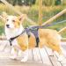 Belpro Multi-Purpose Dog Harness - No Pull Reflective Adjustable Vest for Large Dogs - Durable Handle & Dog Dishes (1 Pack Black) - Buy Online on GoSupps.com