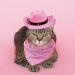 Awocan Pink Cowboy Hat & Bandana Set for Dogs & Cats | Perfect Pet Costume Cosplay & Vacation Accessory - Buy Online on GoSupps.com
