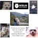 Merlin Pet Products Small Dog Treat Bag Training Pouch Pocket Size Travel Walking Walk Treats Pouch Bag For Lead Treats (Black) - Buy Online on GoSupps.com
