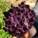 Natural Amethyst geode Quartz Cluster Crystal Specimen Home Collections (Size : 350-400g)