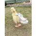 Hezhuo Duck and Chicken Diapers - Waterproof and Adjustable, Washable and Reusable - Poultry Supplies for Ducks, Chickens, and Geese (S 0.1kg-0.2kg) - Buy Online on GoSupps.com
