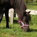 NetProshop 3-Way Adjustable Foal Halter for Falabella & Shetland Ponies - Pink Perfect Fit for Foals - Buy Online on GoSupps.com