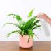 300ml Water Spray Bottle for Garden Hairdressing & Cleaning | Fine Mist Empty Spray Bottle for Plants & Agents - Buy Online on GoSupps.com