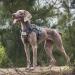 OneTigris Tactical Dog Vest | MOLLE Service Dog Harness | 1000D Nylon | Large | Grey - Ideal for Training & Outdoor Adventures - Buy Online on GoSupps.com