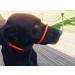 All-in-One Black Halter for Dogs Anti-Pull Harness | Suitable for All Breeds - International Shipping - Buy Online on GoSupps.com