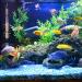 RuikDly 200W Adjustable Aquarium Heater - Waterproof Thermostat for 30-200L Fish Tanks Suction Cup Design International Shipping - Buy Online on GoSupps.com