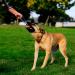 Chuckit! Ultra Tug Dog Toy | Large Rubber Ball Interactive Fetch & Tug Toy - Buy Online on GoSupps.com