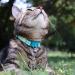Kittyrama Botanical Collars for Cats & Kittens - Award-Winning Hypoallergenic Soft & Comfortable Veterinarian Approved Breakaway Design - Buy Online on GoSupps.com