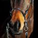 HORZE Genuine Leather Cross-Under Bitless Bridle with Web Reins - Black US Horse - Buy Online on GoSupps.com
