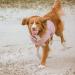Hurtta Cooling Wrap Vest for Dogs - Summer Cooling Jacket in Carnation Pink (45-55cm) | Perfect for Hot Weather - Buy Online on GoSupps.com