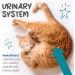 maxxipaws maxxiUtract Urinary and Bladder Supplement for Cats to help Prevent UTI Recurrence and Support Optimum Urinary Tract Health Cranberry Powder 60g 60 g (Pack of 1) - Buy Online on GoSupps.com