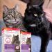 BEAPHAR CATCOMFORT Excellence - Electric Pheromone Diffuser for Cats Reduces Stress and Unwanted Behaviors without Dependence or Drowsiness 1 Plug and 1 Refill of 48 ML - Buy Online on GoSupps.com