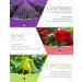 100% Organic Salking Essential Oils Set - Aromatherapy Gift Set for Diffusers & Massage | 6 x 10ml Fragrance Oils (Lavender Rose Cherry Blossom Ylang Ylang Gardenia Chamomile) - Buy Online on GoSupps.com