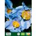  Biojoy Biojoy Organic blue poppy seeds (2 kg) whole without additives - Buy Online on GoSupps.com