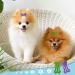 50pc Bone Shaped Dog Hair Clips | Multicolor Small Snap Barrettes for Pets - 25 Styles Available - Buy Online on GoSupps.com