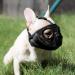 Adjustable Jyhy Muzzle for Flat-Faced Dogs & Cats - Breathable Comfortable Fit for Bulldogs Pugs Shih Tzus & More - Gray & Black XL L (38-64cm) - Buy Online on GoSupps.com