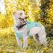 Hjyokuso Dog Cooling Vest - Summer Cooling Jacket for Small Medium & Large Dogs | Perfect for Outdoor Activities & Training | L Blue - Buy Online on GoSupps.com