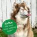 Fooey! Ultra-Bitter Spray for Dogs, Cats, Horses, Rabbits, Birds - Chewing, Biting, Licking Deterrent - Pet Safe - 4 fl. oz - Buy Online on GoSupps.com