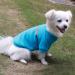 Hualisiji Fleece Dog Sweater for Large Dogs - 3XL Blue Lightweight & Warm Sweatshirt Soft Texture Easy to Wear - Buy Online on GoSupps.com