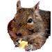 Totally Degu Corn Treats - Buy Online on GoSupps.com
