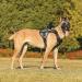 Belababy Tactical Anti-Pull Dog Harness with Velcro Molle Panels - Blue Camo | Adjustable & Breathable Harness for Training - Large - Buy Online on GoSupps.com