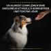 PRO PLAN Natural Defenses+ Dog Complementary food 135g - Buy Online on GoSupps.com