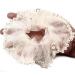 Mytoptrendz Pearl Trim Shimmer Chiffon Organza Scrunchie Ponytail Holdes Elastic Scrunchie Hair Ties Elastic Bobble Dance Bun Decor for Women and Girls (Cream)
