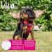 Anvol Viva Lightweight Breathable Comfort Mesh Dog Harness Red - Size Medium (44-57 cm) - Buy Online on GoSupps.com