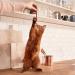 Gimcat Turkey & Rabbit Sticks - High Meat Content No Added Sugar | 10 Multipack Soft Treats for Cats - Buy Online on GoSupps.com