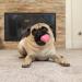 Hyper Pet Tennis Balls for Dogs - Interactive Dog Toys for Large, Medium, and Small Dogs - 4 Pack (Pink, Mini 1.75) - Buy Online on GoSupps.com
