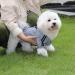 Stylish Cotton Dog Hoodie - Fashionable Streetwear for Small & Medium Dogs | Gray/Red Sweatshirt - Buy Online on GoSupps.com