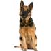 Buy Karlie Comfort Muzzle L - Black | 21-26 cm | International Shipping Available - Buy Online on GoSupps.com