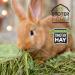 Timothy Hay 25 lb. by Stoter Farms 100% Canadian. Hay for Rabbits Guinea Pigs Chinchilla and Other Small Pets (4 x 100oz Bag) 2.84 kg (Pack of 4) - Buy Online on GoSupps.com